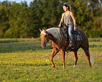 beginner-quarter-horse