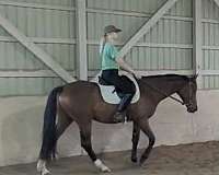 irregular-blaze-to-snip-horse