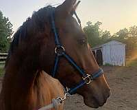 bay-irregular-blaze-to-snip-horse