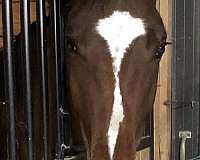 cwhba-westphalian-mare