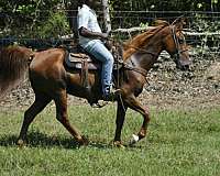 racking-horses-for-sale-gelding