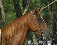 blaze-horse