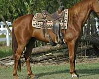 sorrel-blaze-horse
