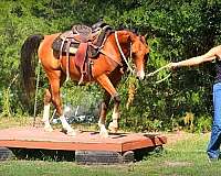 wester-arabian-horse