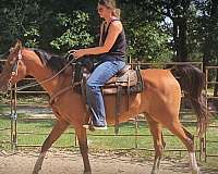 family-arabian-horse