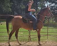 english-arabian-horse