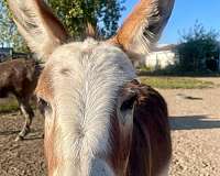 grey-bald-face-horse