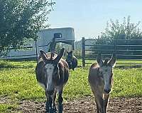 breeding-donkey