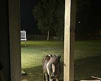 shetland-pony-for-sale