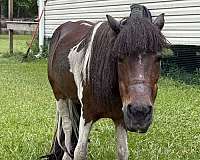 couple-shetland-pony