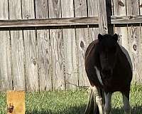 shetland-pony