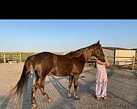 tennessee-walking-gelding