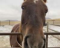 back-tennessee-walking-horse