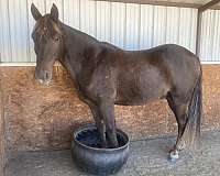 chestnut-tennessee-walking-horse