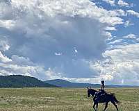 all-around-tennessee-walking-horse