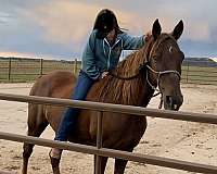 chestnut-gelding-tennessee-walking-horse