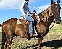 due-tennessee-walking-horse
