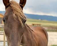 confirmation-tennessee-walking-horse