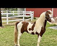 shetland-pony-stallion