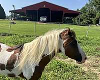 shetland-pony-for-sale
