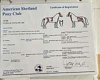 shetland-pony