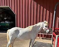 shetland-pony-mare