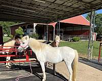 shetland-pony-for-sale