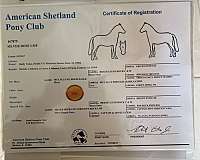 shetland-pony