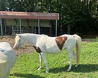shetland-pony-mare