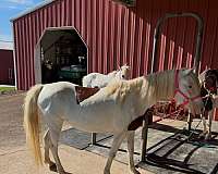 shetland-pony-for-sale