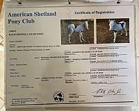 shetland-pony