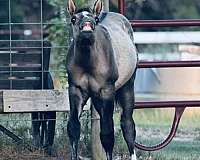 available-weanling