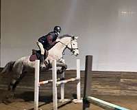 grey-stripe-sock-horse