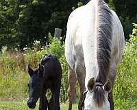 breeding-trakehner-horse