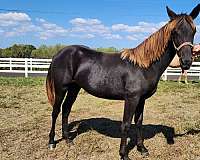 tennessee-walking-colt