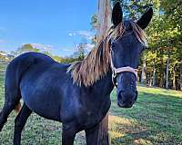 tennessee-walking-horse-for-sale