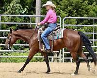 all-around-quarter-horse