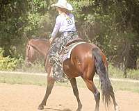 penning-quarter-horse