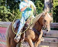 all-around-quarter-horse