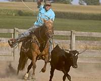 heel-quarter-horse