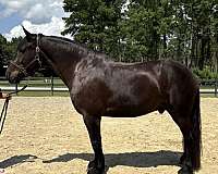 black-draft-gelding