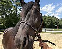 17-hand-draft-gelding