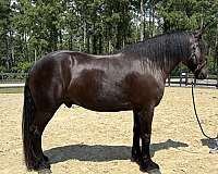 black-gelding-for-sale