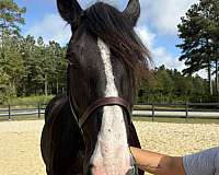 16-hand-percheron-mare