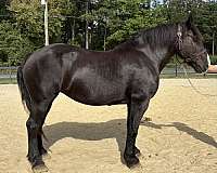 black-percheron-mare
