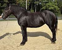 black-mare-for-sale