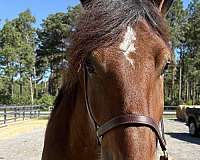 bay-belgian-percheron-for-sale
