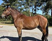 bay-belgian-percheron-gelding