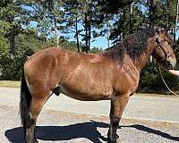 harness-belgian-percheron-horse