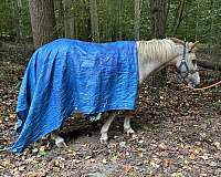 ghost-markings-pony